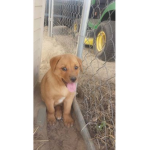 the_puppers