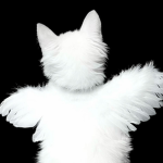 kittwns