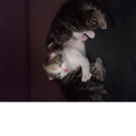 Offical Kitten Group