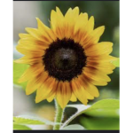 Sun flower clubb