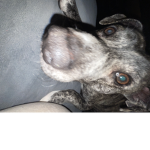 Mollie,my dog milo,Jack,jk’s mafia