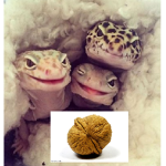 Orzeszki_Gekona