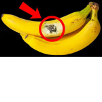 Moldy Banana