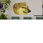 Save chems or else doge will kill him