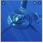The shark gills
