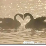Boba panic!