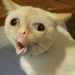 Deh choking cat