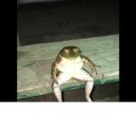 tem sapo