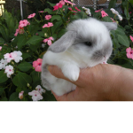 BunniesForLife
