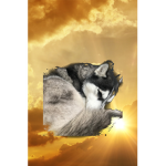 Siberian husky