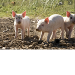 The Pig Pals