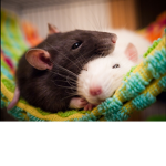 Rats Fan Club!