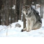 I ¥love ¥Wolfs¥