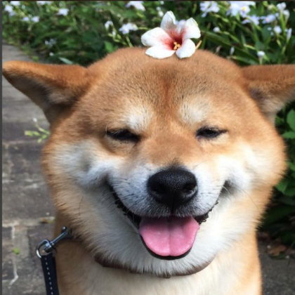 puppy / dog aesthetic Roblox decal