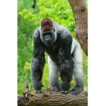 Gorilla Tribe Group