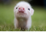 Pig <3 group <3