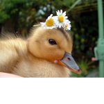 .Sins Duckies.