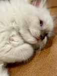 Kittyxo<3