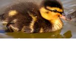 Duck duck fans