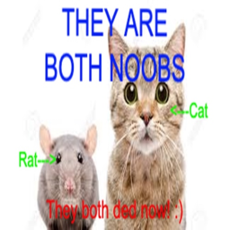 Rat King and Cat Queen NOOB