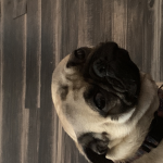 The Raging Puggers