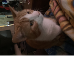 The cat group yes