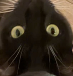 Kitty Territory