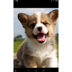 {~} Just Doggo's {~}