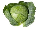 OP is a cabbage
