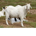 UNZIP DA GOAT