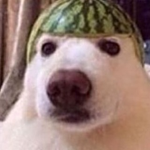 Doggos Exclusive