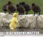 •#BLACK DUCKS MATTER•