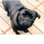PugNetworks