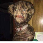 A hairy dog