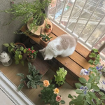flowerais