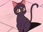 Saturns cats