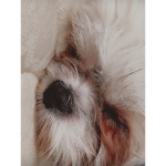 Puppy_love}