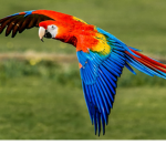 Parrots!!!! :D