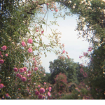 - bee’s flower garden -