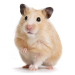 Hamster war army group
