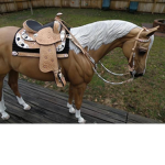 Horse Girl Loving Horses