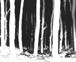 thornveils