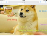 Friends of doge king
