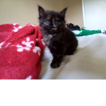 Catloverr123499