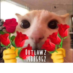 彡Outlawz