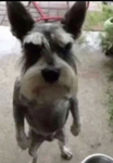 Doggy fam community