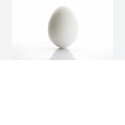 The egg