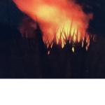 The fire pigs!!!!!!!!!!!