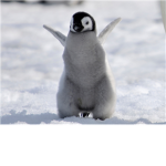 Pengi Club