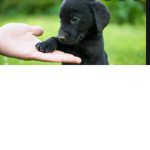 Dog academy awesome